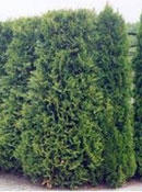 org:/gardening tips/Snoeiadvies/Overzichtspagina/Thuja.jpg